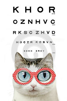 Funny blue eyed cat in myopia eye glasses red rim with hearts close up portrait with eye chart