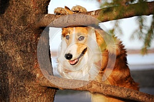 Funny border collie dog