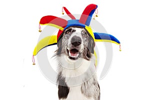 Funny border collie dog carnival, halloween, or new year dressed as a clown. isolated on white background