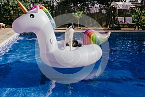 funny border collie dog sitting on inflatables unicorn toy in swimming pool. Summer time, vacation and lifestyle