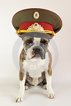 funny Boson terrier in a police cap of the times of the USSR