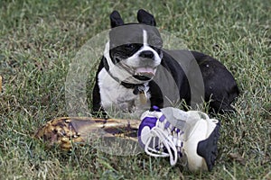 Funny Boston Terrier guarding human leg bone