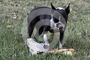Funny Boston Terrier with a human leg bone