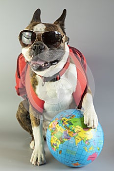 Funny Boston terrier is ready to travel, he is with a backpack and a globe in his paws