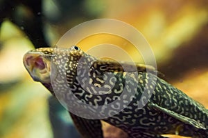 Funny bottom dweller suckermouth catfish with tiger pattern sucking with open mouth tropical aquarium fish pet photo