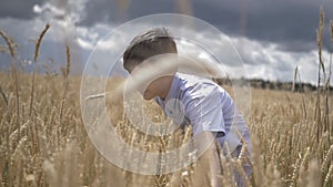 Funny boy in a wheat field touches the wheat, slow moion, outdoors