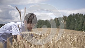 Funny boy in a wheat field touches the wheat, slow moion, outdoors