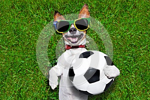 Funny brazil soccer dog