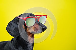 Funny   breed dog dachshund, black and tan, with sun glasses, yellow studio background, concept of dog emotions. Background for yo