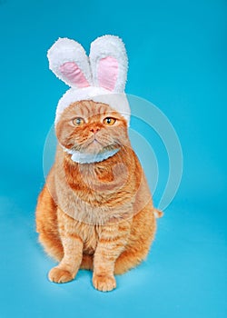 Funny british ginger cat is sitting wearing a cute hat with bunny ears on blue background . Easter bunny