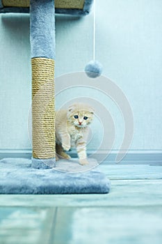 Funny British shorthair kitten play, scratching a cat tree