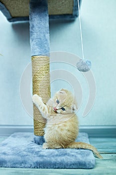 Funny British shorthair kitten play, scratching a cat tree