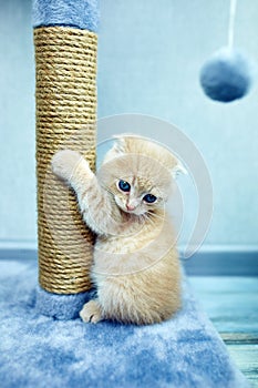 Funny British shorthair kitten play, scratching a cat tree