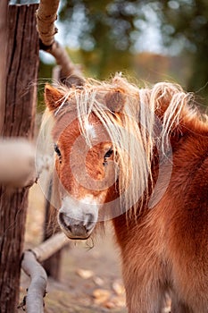 Funny Brow miniature horse. Outdoors