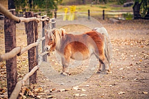 Funny Brow miniature horse. Outdoors