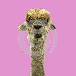 Funny brown alpaca on pink background