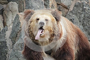 Funny Brown Bear Sticks out her Tongue