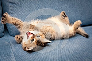 Funny brown British kitten stretches and yawns lying upside down