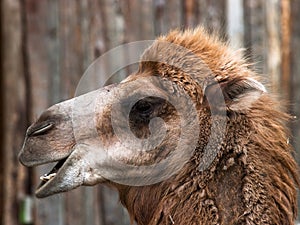 Funny brown camel