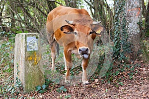 Funny brown cow sticking out its tongue near Camino de Santiago Way of Saint James shell sign photo