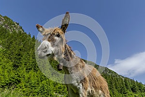 Funny brown donkey portrait with a bell around the neck