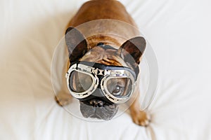 Funny brown french bull dog on bed wearing aviator goggles. Travel concept. Pets indoors and lifestyle