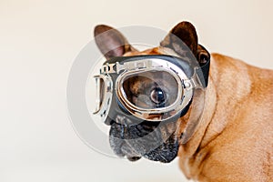 funny brown french bull dog on bed wearing aviator goggles. Travel concept. Pets indoors and lifestyle