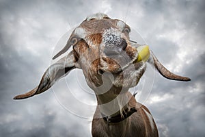 Funny brown goat chew yellow apple