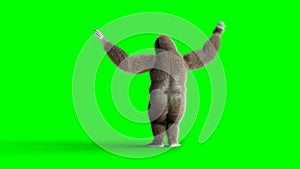 Funny brown gorilla dancing. Super realistic fur and hair. Green screen 4K animation.