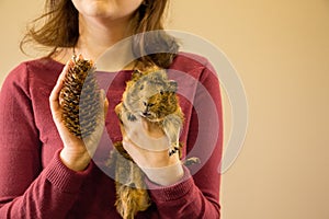 Funny brown guinea pig and fir cone in woman`s hand