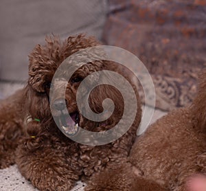 Funny brown hairy poodle dog with an open mouth