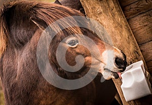 Funny Brown Horse Close Up Head
