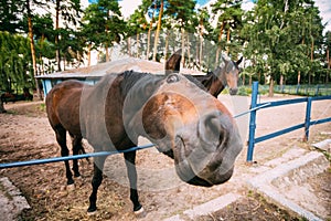 Funny Brown Horse Close Up Head