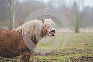 Funny brown horse laughs.