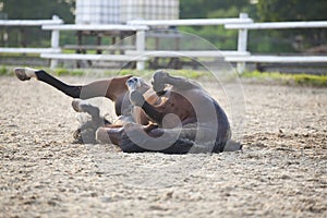 Funny brown horse