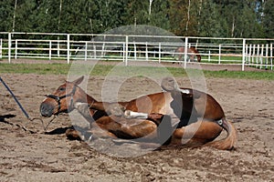 Funny brown horse rolling on the ground
