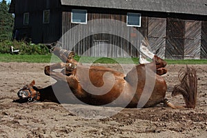 Funny brown horse rolling on the ground