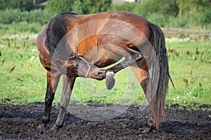 Brown horse scratching itself on the pasture