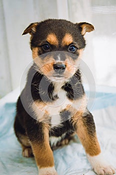 Funny brown mongrel puppy looking at the camera