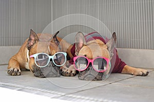 Funny brown small French Bulldog dogs lying relaxed in shade in summer wearing colorful sunglasses for children