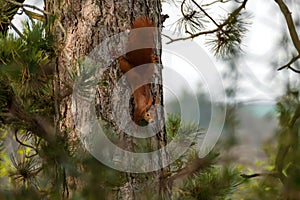 Funny brown squirrel climbs headfirst