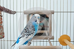 Funny budgerigar. Cute blue budgie pa parrot sits in cage and plays with mirror