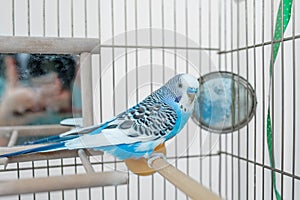 Funny budgerigar. Cute blue budgie pa parrot sits in cage and plays with mirror