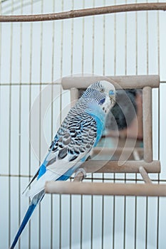 Funny budgerigar. Cute blue budgie pa parrot sits in cage and plays with mirror