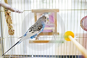 Funny budgerigar. Cute blue budgie pa parrot sits in cage and plays with mirror