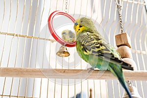 Funny budgerigar. Cute green budgie pa parrot sits in a cage and plays with mirror