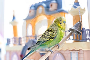 Funny budgerigar. Cute green budgie parrot sits on wooden stairs near toy castle and plays with bell