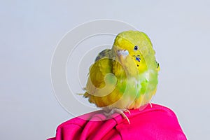 Funny budgie. A cute yellow budgie parrot is sitting on the girls hand. Tamed pet