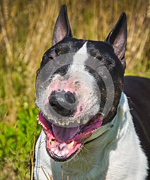 Bull Terrier Dog is smiling photo