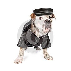 Funny Bulldog Breed Security Dog